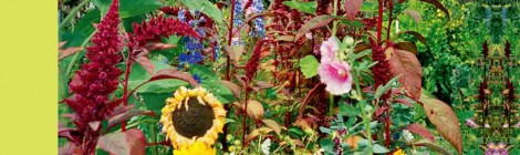 Edible × Schoolyard <Edible Schoolyard プロジェクトのエッセンス> 吉開俊也