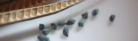Edible × Seed <記憶する種> 神﨑典子