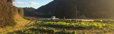こぶな農園 旬野菜便り『清明』