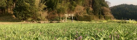 こぶな農園 旬野菜便り『穀雨』